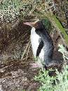 NZ02-Dec-11-19-22-55 * Yellow Eyed Penguin, Oamaru. * 1488 x 1984 * (591KB)